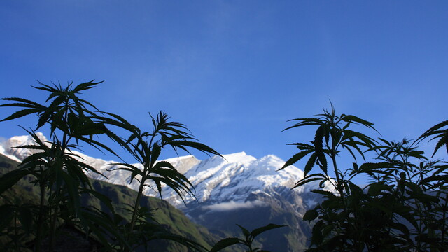 Cannabis plants in front of the dhaulagiri summit