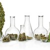 Getty marijuana lab setting