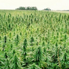 Hemp crop